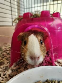 Rescue Guinea Pig Guinea Pigs for Adoption in Healdsburg, California - Munchkin | PetCurious